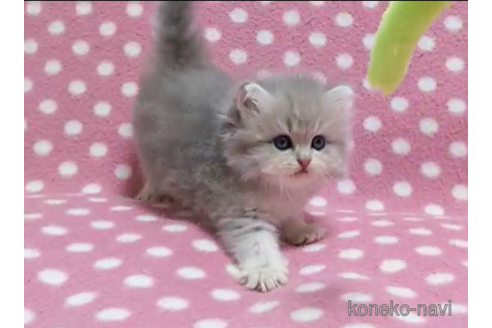 成約済の愛知県のミヌエット-88853の3枚目